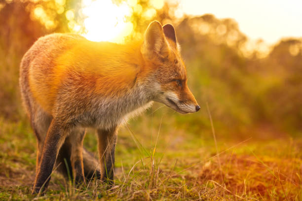 istock Wild red fox Vulpes Vulpes evening sunset 1071436606