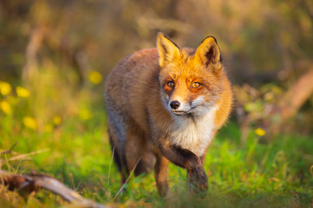 istock Wild red fox Vulpes Vulpes evening sunset 1071436642