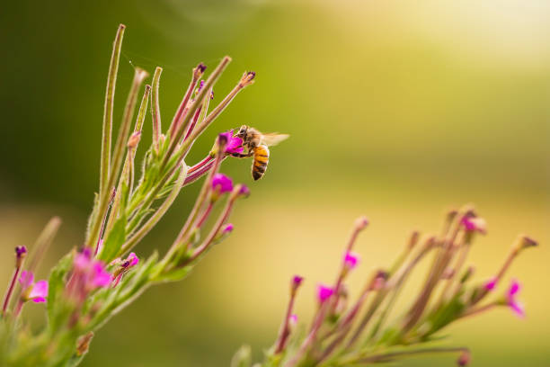 miód pszczoła owad apis mellifera zapylanie na różowe kwiaty - awe fly flower pollen zdjęcia i obrazy z banku zdjęć