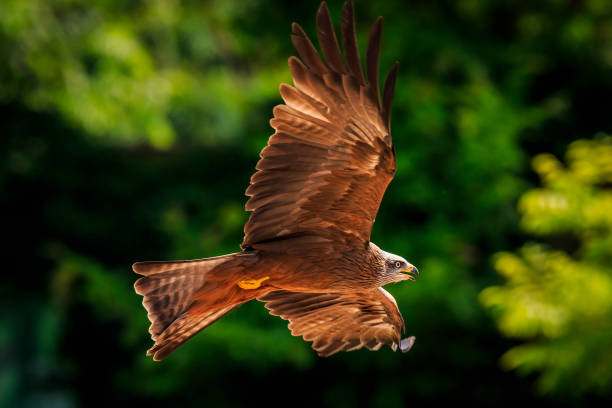 istock Black kite Milvus migrans in flight hunting 1071436752
