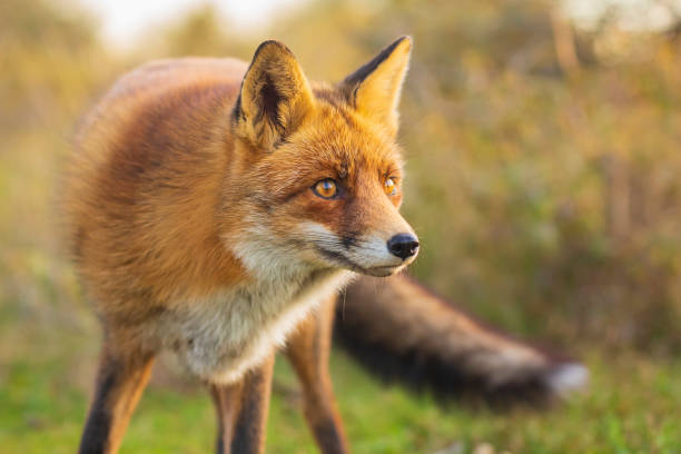 istock Wild red fox Vulpes Vulpes evening sunset 1071436812