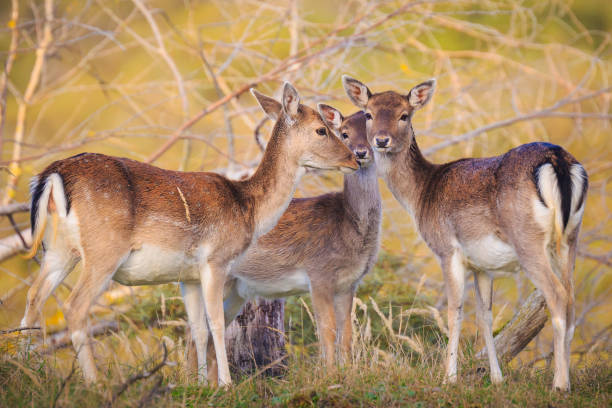 damwild fawn zusammen im herbst - fallow deer fawn deer fallow field stock-fotos und bilder