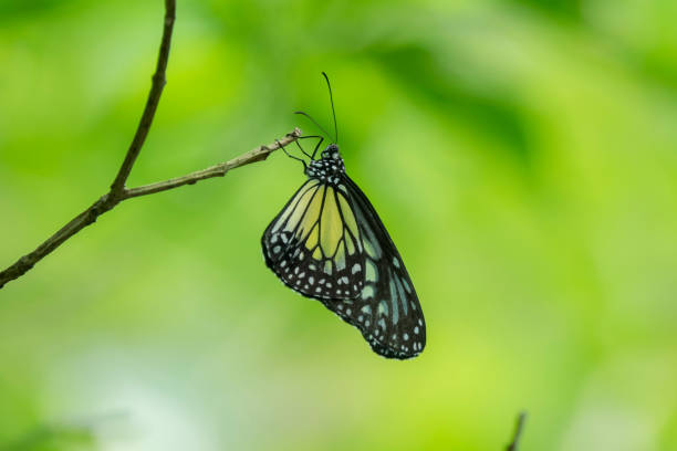 istock Close-Up Of Butterfly On Plant 1071437498
