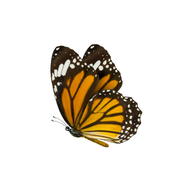 istock Close-Up Of Butterfly On Leaf Over White Background 1071439468