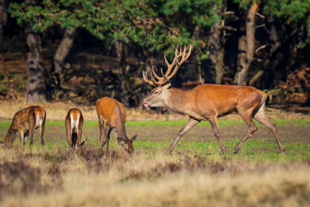 istock Red deer cervus elaphus stag chasing does during rutting season 1071440312