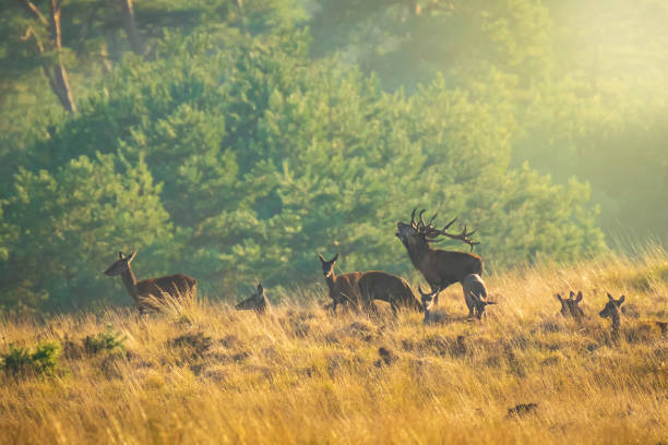 istock Herd of red deer cervus elaphus rutting and roaring during sunset 1071440334