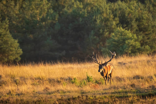 istock Male red deer stag cervus elaphus, rutting during sunset 1071440364