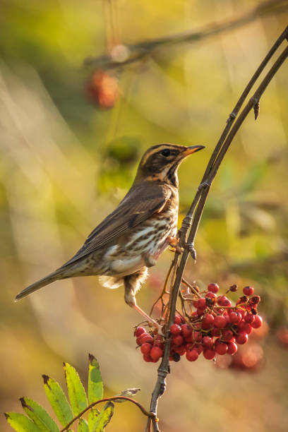 istock Redwing Turdus iliacus bird, eating berries in a forest 1071440464