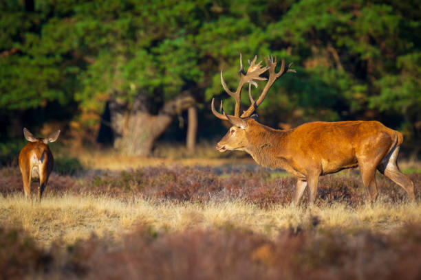 istock Red deer cervus elaphus stag chasing does during rutting season 1071440494