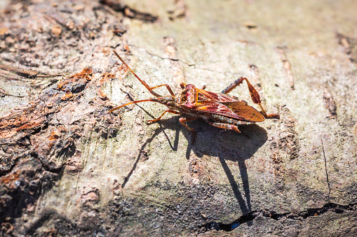 Western conifer seed bug insect, Leptoglossus occidentalis, or WCSB, crawling on wood in bright sunlight