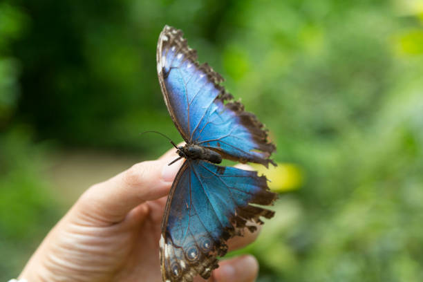 istock Close-Up Of Butterfly On Hand 1071440554