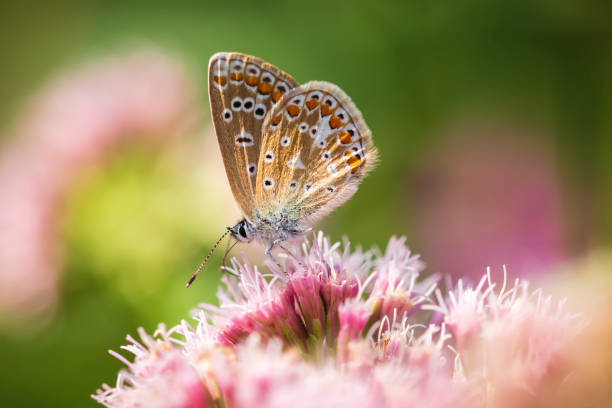 istock Female Common Blue butterfly Polyommatus icarus pollinating closeup 1071440574