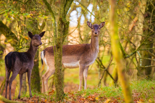 istock Fallow deer Dama Dama doe, hind or fawn in Autumn 1071440578