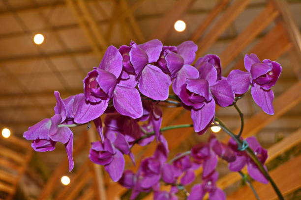 The beautiful Phalaenopsis orchids photographed in my house, Joinville, Santa Catarina, Brazil on 11/17/2018.There is a species of Dendrobium that by the format of its flowers that remember much the flowers of a Phalaenopsis, received the name of Dendrobium phalaenopsis. This Dendrobium crossed with other Dendrobiuns next to him, produced hybrids that maintained the resemblance with Phalaenopsis, and happened to be called Denphal or Denphale. Curiously, there are now called Denphal hybrids that do not have Dendrobium phalaenopsis, but only other species close to it, such as Dendrobium bigibbum, Dendrobium undulatum, Dendrobium stratiotes, Dendrobium tokai, among others. Things of orchidophiles. In most of the world, the Denphal are known only as Dendrobium. As in Brazil the Dendrobium hybrids of the Dendrobium nobile group are very widespread and cultivated, it was up to them to \