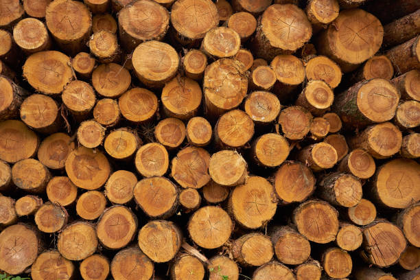 istock Dry chopped tree logs stacked on top of each other. 1071443694