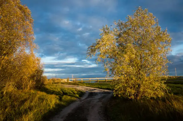 landscape: trees with yellow foliage against a bright blue cloudy sky during sunset