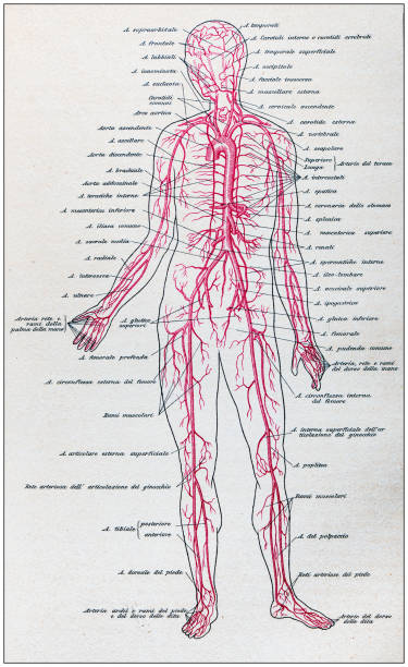Central Peripheral Nervous System Anatomy Comparison Central Peripheral Nervous System Anatomy Comparison