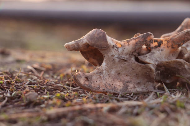 Animal skeleton exposed in dry field