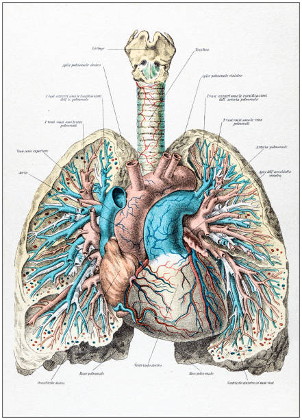 antika illüstrasyon insan vücudu anatomisi: insan akciğer ve kalp - i̇talyanca illüstrasyonlar stock illustrations