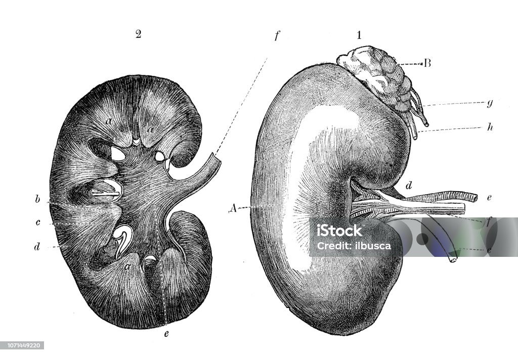 Antique illustration of human body anatomy: Kidney Kidney - Organ stock illustration