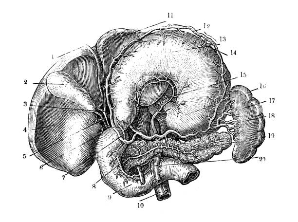 70+ Diagram Of Spleen Drawing Stock Illustrations, Royalty Biology Diagrams