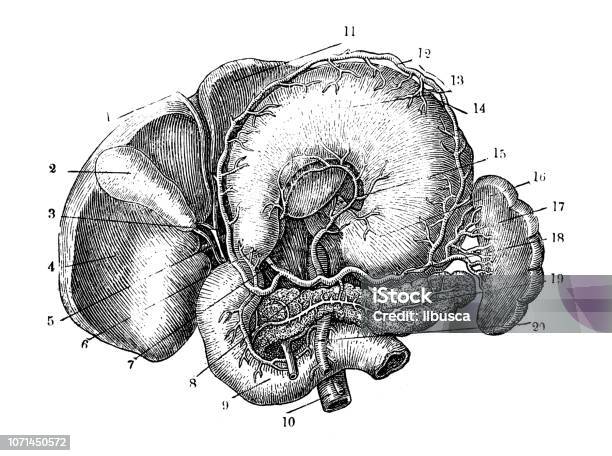 Antique Illustration Of Human Body Anatomy Liver Stomach Spleen Pancreas Stock Illustration - Download Image Now