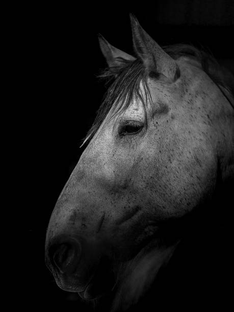 istock Portrait of gray draft horse 1071451112