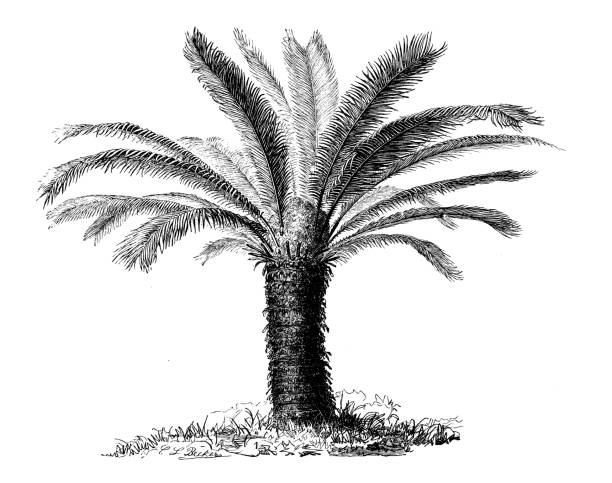 istock Botany plants antique engraving illustration: Cycas revoluta (Sotetsu, sago palm) 1071451778