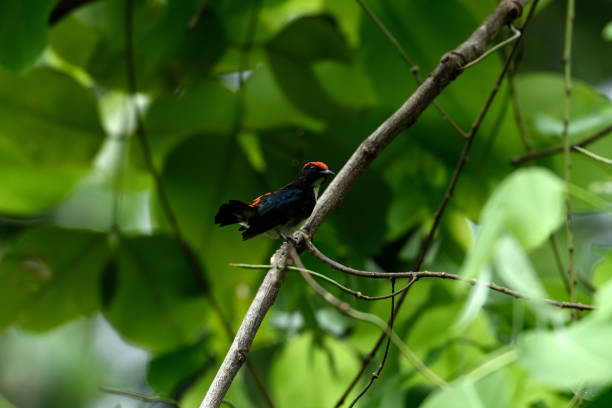 istock Scarlet - backed flowerpecker 1071452836
