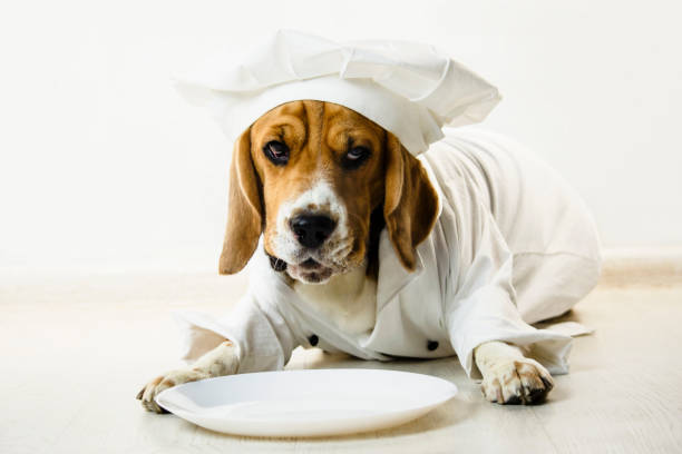 istock funny beagle dog in chef's cap and chef uniform will cook 1071454190