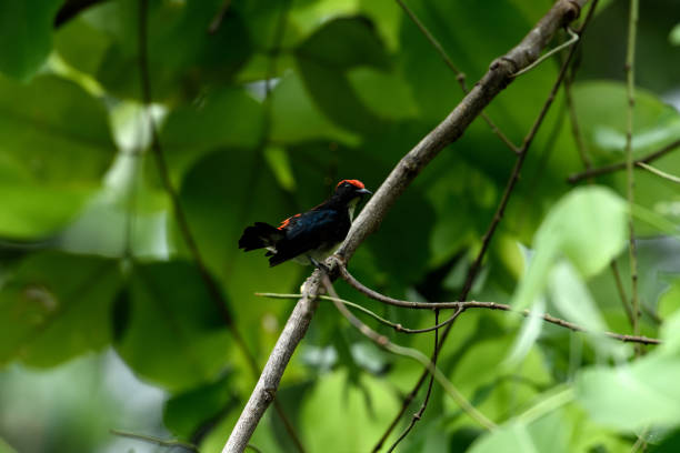istock Male scarlet - backed flowerpecker 1071454800