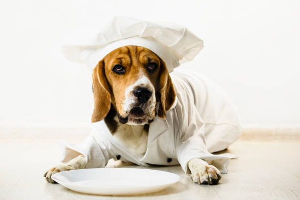istock funny beagle dog in chef's cap and chef uniform will cook 1071455164