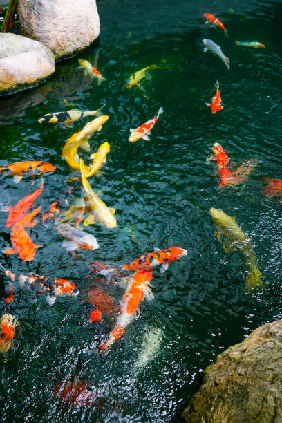 istock Koi fish in the found, japanese garden 1071458210