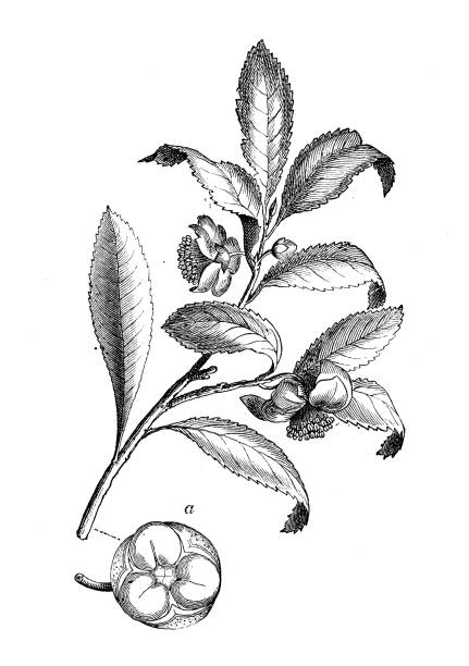 ilustraciones, imágenes clip art, dibujos animados e iconos de stock de botánica plantas antigua ilustración de grabado: camellia sinensis - sinensis