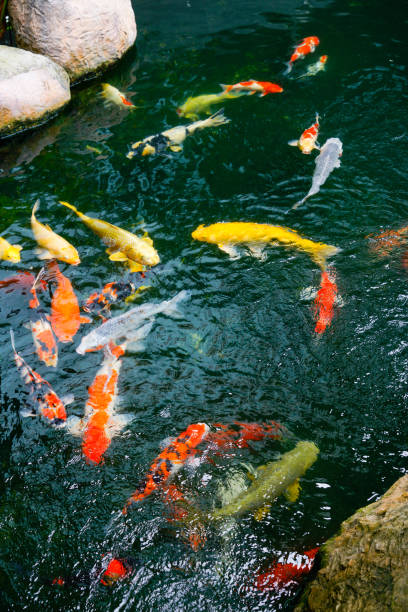 istock Koi fish in the found, japanese garden 1071458268