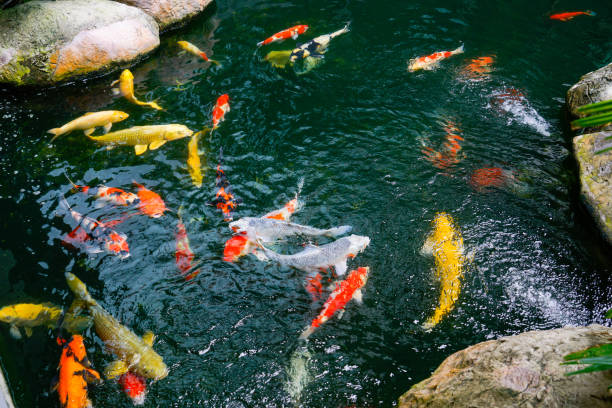 istock Koi fish in the found, japanese garden 1071458302