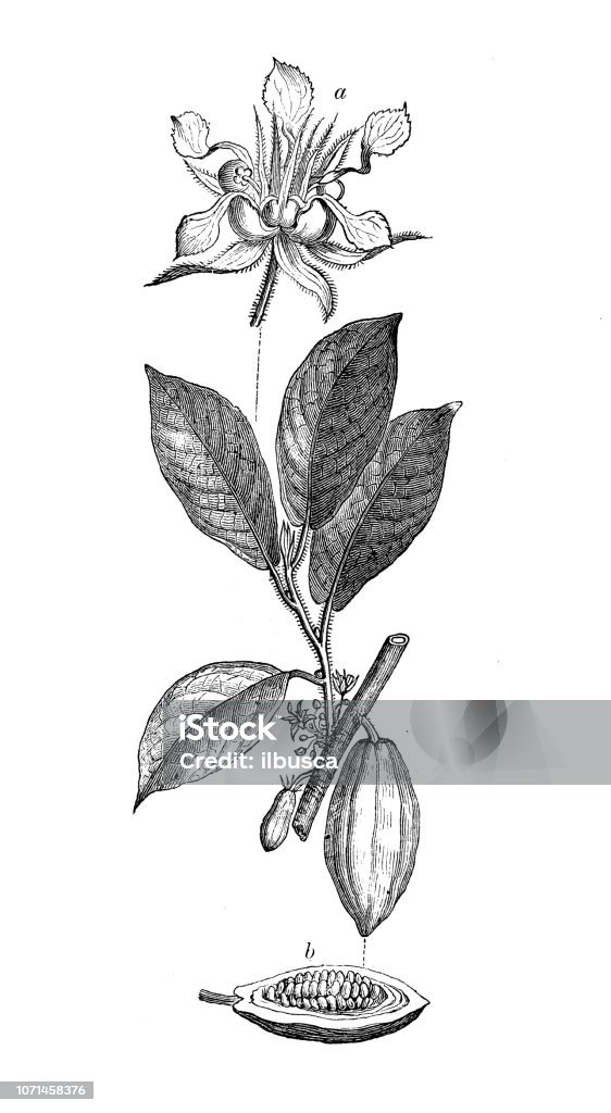 Botany plants antique engraving illustration: Theobroma cacao, cacao tree, cocoa tree Cocoa Powder stock illustration