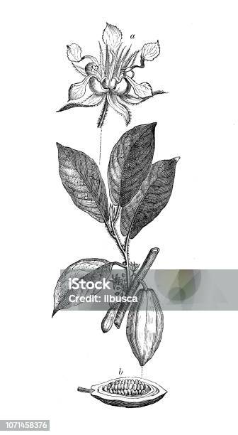 Botany Plants Antique Engraving Illustration Theobroma Cacao Cacao Tree Cocoa Tree Stock Illustration - Download Image Now