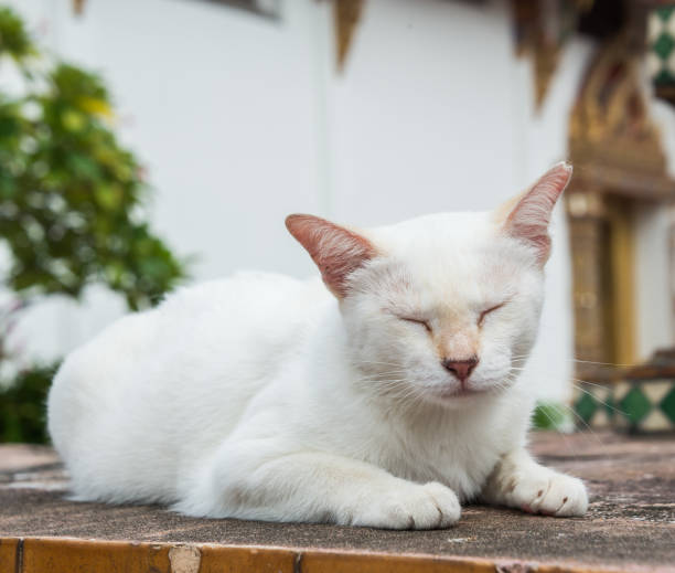 istock white cat on temple wall in thailand 1071459336