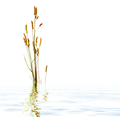 Reed in an aquatic environment evoking purity.
