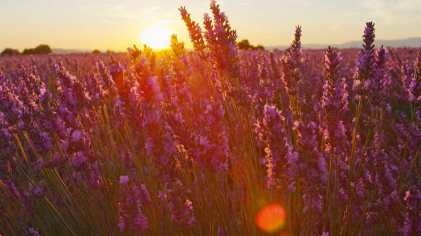 istock CLOSE UP: Beautiful endless lavender field at summer sunset 1071461096