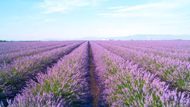 close-up: linhas infinitas de lavanda florescendo na ensolarada frança - lavender field - fotografias e filmes do acervo