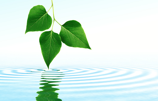 Three leaves of lilac creating wrinkles on calm water.