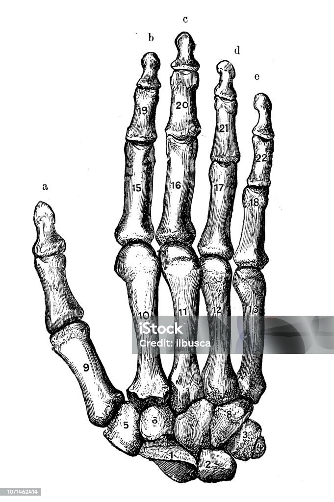 Antique illustration of human body anatomy: Hand 19th Century stock illustration