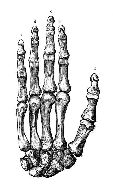 アンティークの人体解剖図: 手 - anatomy human bone human muscle human hand点のイラスト素材／クリップアート素材／マンガ素材／アイコン素材