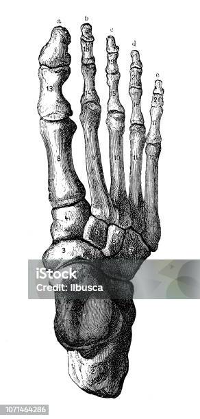 Antique Illustration Of Human Body Anatomy Foot Stock Illustration - Download Image Now - 19th Century, Anatomy, Ankle