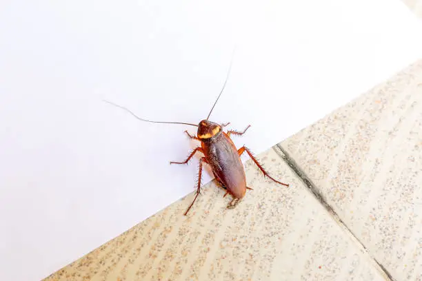 Photo of Close up the cockroach Thailand on white white with tiled floor background, Useless animals concepts, copy space.