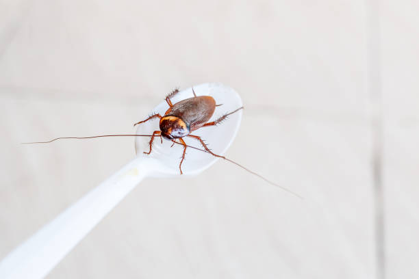 istock Close up the cockroach Thailand on white spoon isolated white background, Useless animals concepts, copy space. 1071464488
