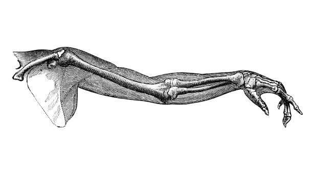 인체 해부학의 그림 골동품: 인간의 팔 - human bone the human body healthcare and medicine human skeleton stock illustrations
