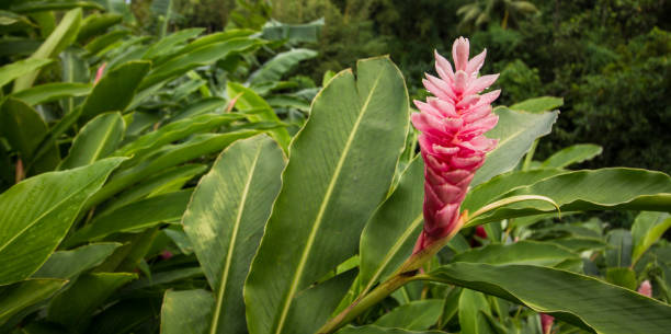 fleur de gingembre dans la jungle - fermer - torch ginger photos et images de collection